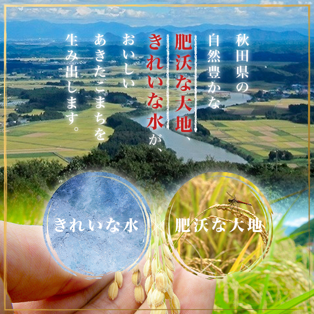 お米 秋田県産 あきたこまち 精白米 10kg（5kg×2袋）令和6年産