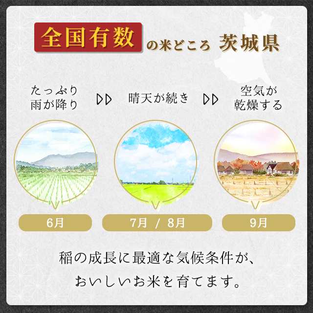 お米 茨城県産 コシヒカリ 精白米 10kg（5kg×2袋） 令和6年産