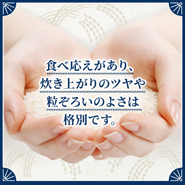 お米 青森県産 まっしぐら 精白米 10kg 令和7年産 / ブランド米 米 国内産 青森産