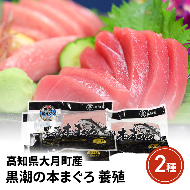マグロ 国産  高知県大月町産 黒潮の本まぐろ(養殖：2種) まぐろ 鮪 お刺身 手巻き寿司 鮨