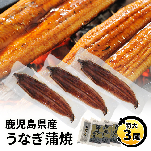 うなぎ 国産 鹿児島県産うなぎ蒲焼 特大3尾(タレ・山椒付) ウナギ 鰻 国産 人気 お取り寄せ