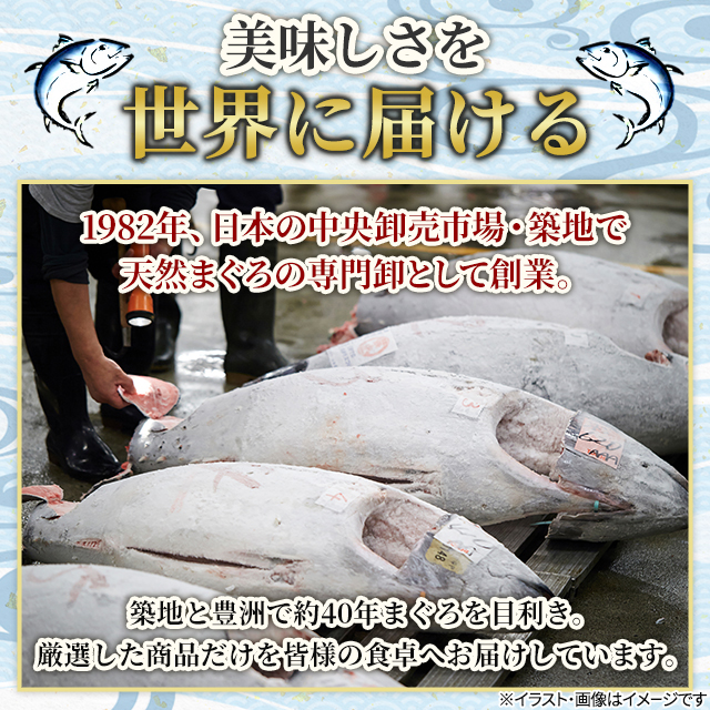 マグロタイトルです クロマグロ (ホンマグロ) | 市場魚貝類図鑑