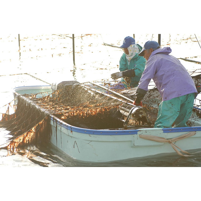 WEB限定 サン海苔 一等級有明海産 佐賀のり 焼のり 40枚×5個 海苔 のり_4