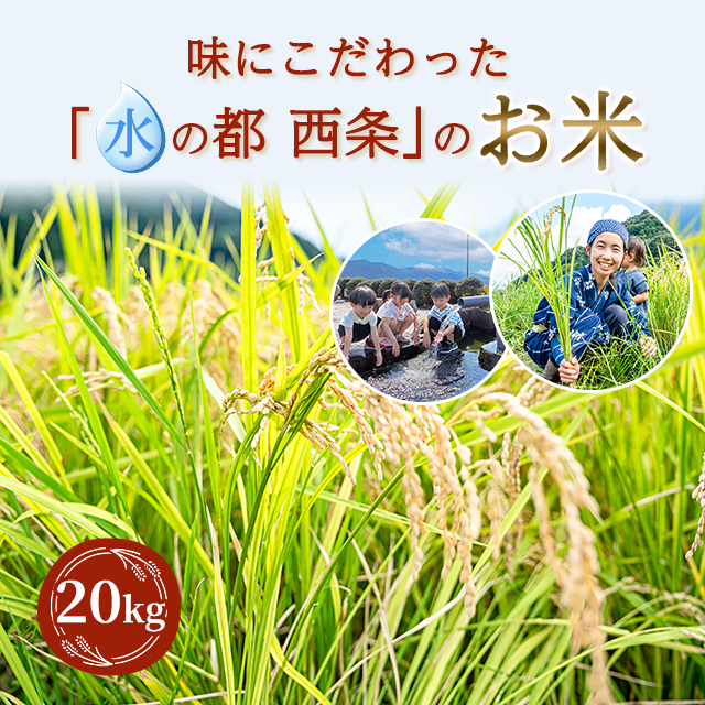令和7年産 お米 精白米 愛媛県西条市産 水の都 ひめの凜 20kg（5kg×4袋） ※動画で産地公開中 / ブランド米 米 国内産 愛媛産_2