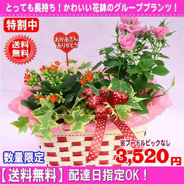 早目に届けok 大人気 母の日 長持ち花鉢マミーバスケット プードル無し 3 5円 送料無料 ネット特価 の通販はau Pay マーケット いいhana倶楽部 早目に届けok 大人気 母の日 長持ち花鉢マミーバスケット プードル無し 3 5円 送料無料 ネット特価 の通販はau Pay マーケット いいhana倶楽部