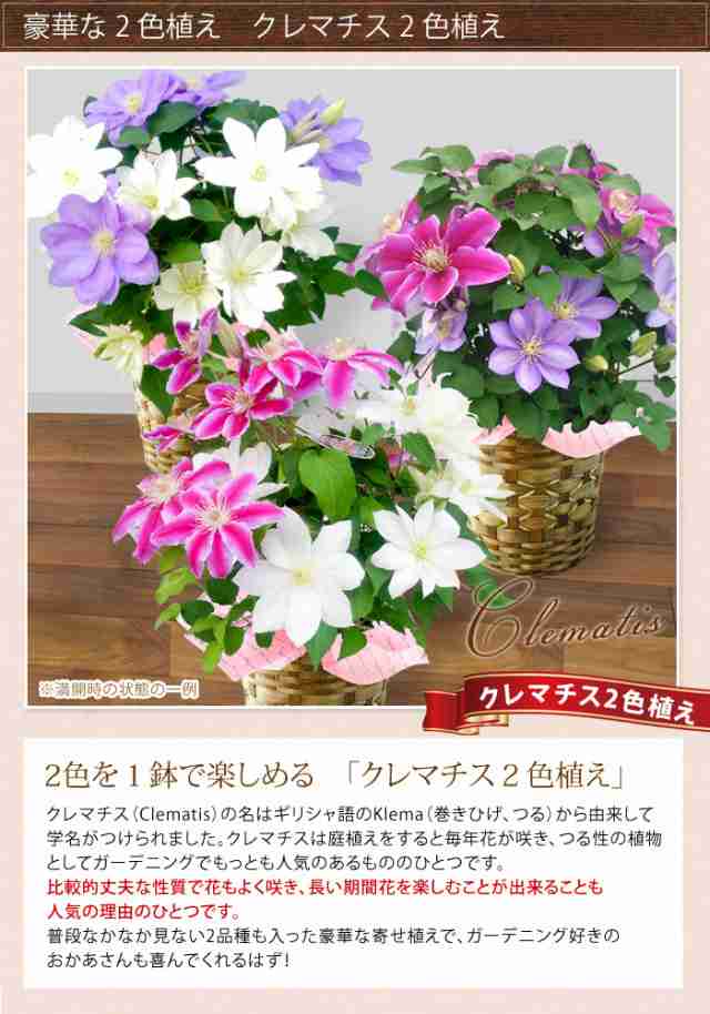 母の日 ギフト 花 21 送料無料 母の日限定 選べる人気の豪華な鉢植え 2色植えクレマチス 母の日のプレゼント 鉢 花鉢 鉢花の通販はau Pay マーケット フラワーマーケット花由