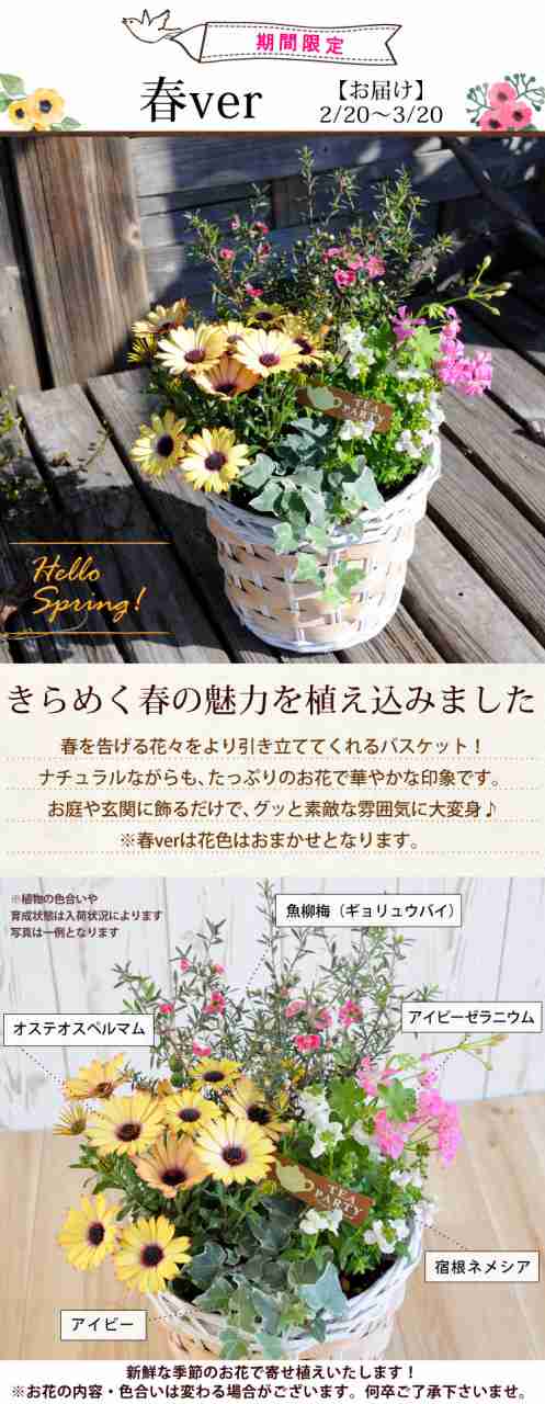 花色とバスケットが選べる 季節のおまかせ寄せ植えinバスケット 旬のお花をたっぷり寄せ植え 鉢植え 花 ギフト 玄関 誕生日 プレゼント の通販はau Pay マーケット フラワーマーケット花由