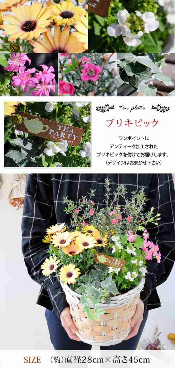 花色とバスケットが選べる 季節のおまかせ寄せ植えinバスケット 旬のお花をたっぷり寄せ植え 鉢植え 花 ギフト 玄関 誕生日 プレゼント の通販はau Pay マーケット フラワーマーケット花由