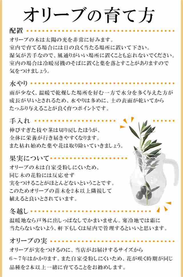 格安 14時迄の受付で最短翌日着 オリーブの木 観葉植物 花由がお届けする鶴亀園の香川オリーブの木 ６号鉢 観葉植物 インテリア 開店祝い 開業 残りわずか 在庫限り超価格 Carlavista Com