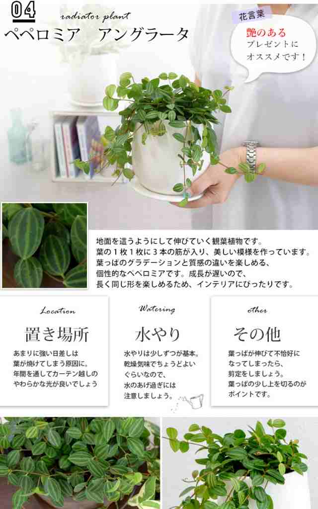 グリーンネックレスかハートカズラかポトスエンジョイかペロミアの陶器ポット 受け皿付き 観葉植物 インテリア ミニ 鉢 ギフト 引越し祝の通販はau Pay マーケット フラワーマーケット花由