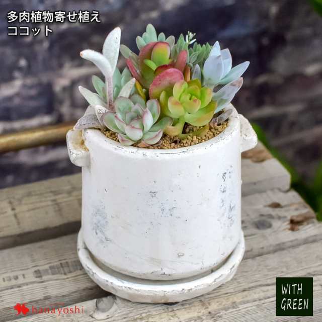 多肉植物の寄せ植え ココット 多肉植物 ギフト グリーン 観葉植物 インテリア プチギフト サキュレンツ の通販はau Wowma フラワーマーケット花由