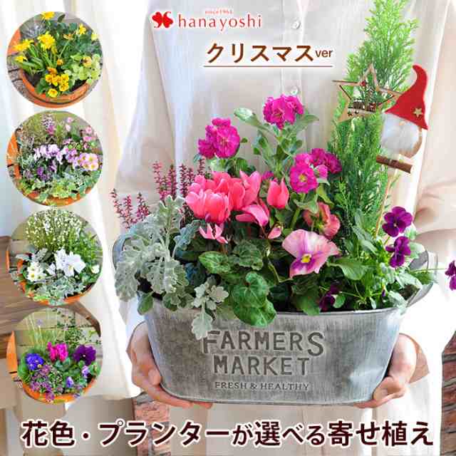 送料無料 寄せ植え 花色とプランターが選べる 季節のおまかせカントリーガーデン お花 ギフト クリスマス 誕生日プレゼント 女性の通販はau Pay マーケット フラワーマーケット花由