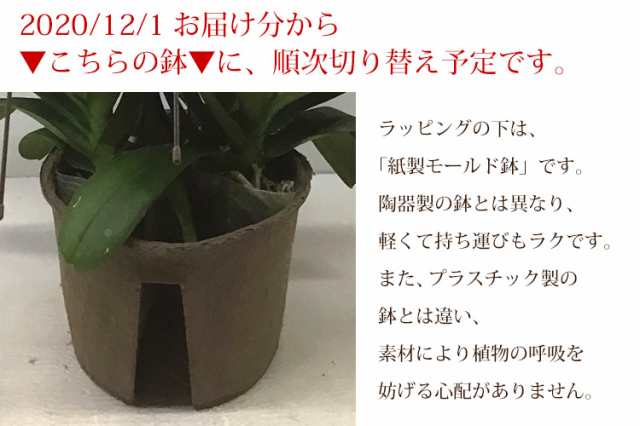 産地直送 ヒカルオーキッドさんの 選べる胡蝶蘭 コチョウラン 洋蘭 大輪 ３本立ち ３６輪以上プレミアムクラス 洋ラン 開店祝い 開業の通販はau Pay マーケット フラワーマーケット花由