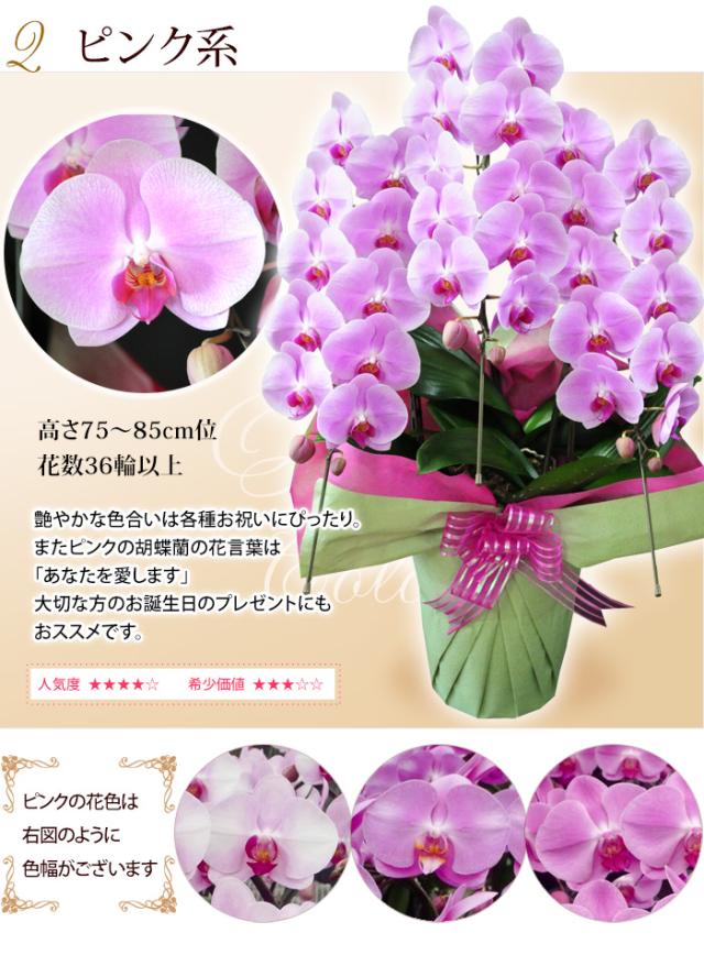 産地直送 ヒカルオーキッドさんの 選べる胡蝶蘭 コチョウラン 洋蘭 大輪 ３本立ち ３６輪以上プレミアムクラス 洋ラン 開店祝い 開業の通販はau Pay マーケット フラワーマーケット花由