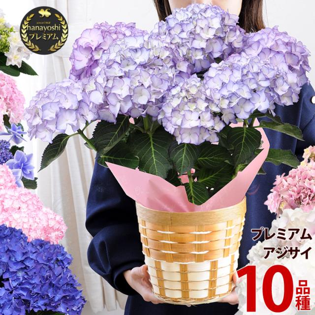 母の日 プレゼント 花 ギフト 22 送料無料 選べる10品種 花由プレミアム 母の日 あじさい ５号 Inバスケット 鉢植え 母の日限定 5 3 5の通販はau Pay マーケット フラワーマーケット花由