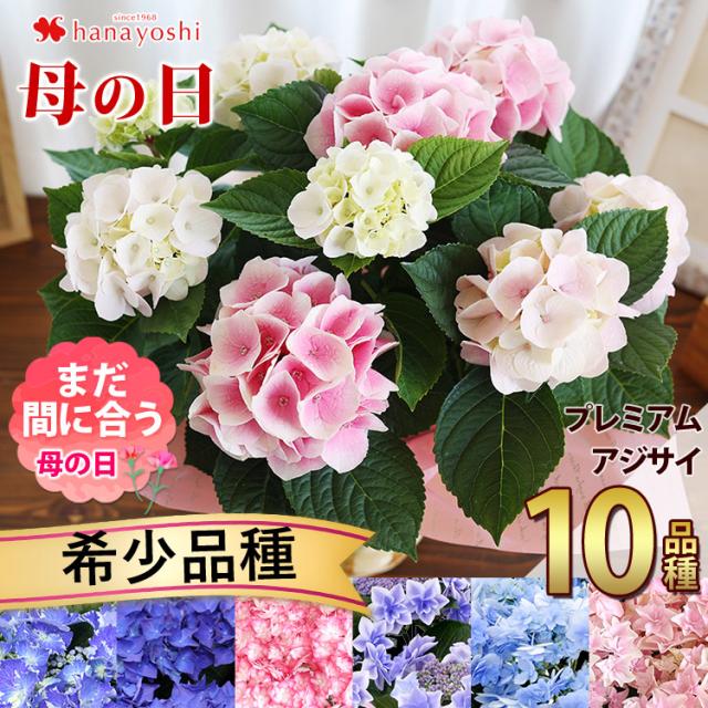 母の日 父の日 22 プレゼント カゴ付 アジサイ あじさい 鉢植え 誕生日 白 鉢植えの花 ホワイト ファースト 紫陽花 結婚記念日 花