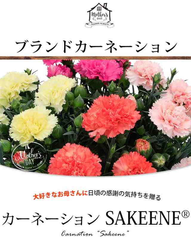 母の日限定 ブランド 長持ち カーネーション Sakeene R の4色植え サキーネ 鉢植え 5号鉢 In バスケット 5 4 5 9の間にお届けの通販はau Pay マーケット フラワーマーケット花由