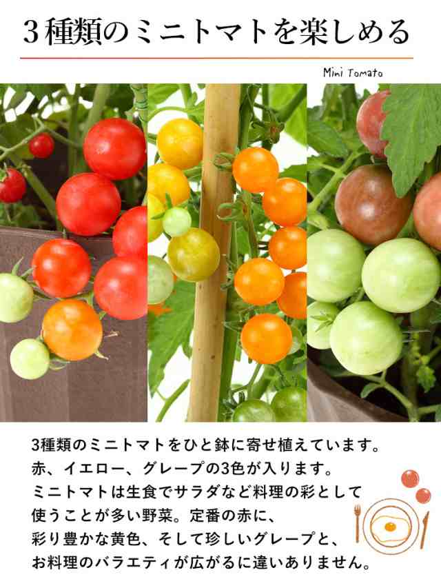 母の日 ギフト 野菜 プレゼント 21 送料無料 ミニトマト３色ミックス 鉢植え プチトマト 健康 ミニトマト 5 4 5 9の間にお届け 家庭菜の通販はau Pay マーケット フラワーマーケット花由