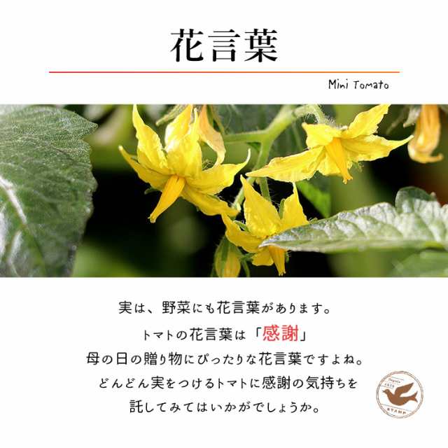 早割 母の日 ギフト 野菜 プレゼント 22 母の日限定 ミニトマト３色ミックス 鉢植え プチトマト 健康 5 3 5 8の間にお届け 送料無料 の通販はau Pay マーケット フラワーマーケット花由