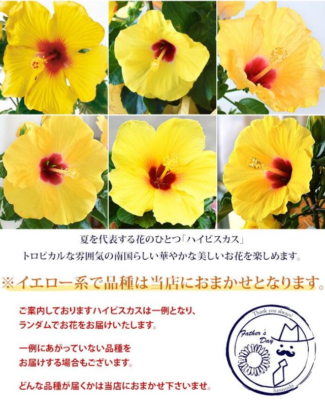 父の日ギフト 選べる大輪 ひまわり か アジサイ か ハイビスカス か ブルーベリー 鉢植え 選べる3種類 和菓子巾着 お蕎麦 すだち酒 の通販はau Pay マーケット フラワーマーケット花由