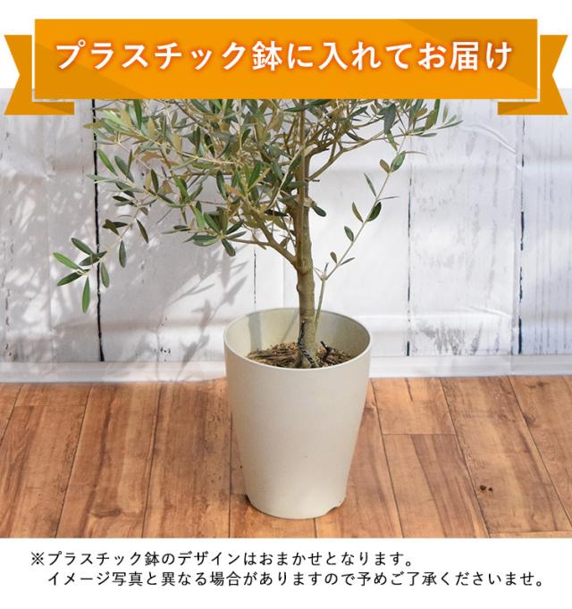 オリーブの木 観葉植物 花由がお届けする鶴亀園の香川オリーブの木 ７号鉢 観葉植物 インテリア 鉢植え 開店祝い 開業祝い 記念日 お祝いの通販はau Pay マーケット フラワーマーケット花由