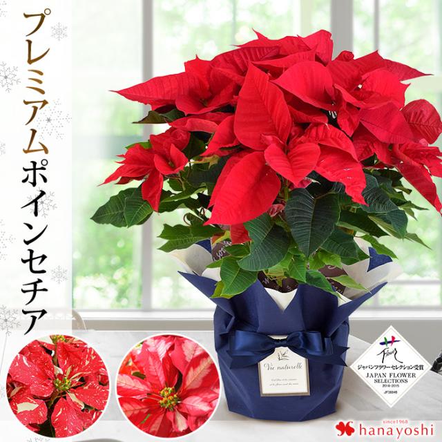モリヒロ園芸さんの季節の鉢花 送料無料 プレミアム ポインセチア シャイニングレッド アイスパンチ プリメーロジングル 11 28 12 18おの通販はau Pay マーケット フラワーマーケット花由
