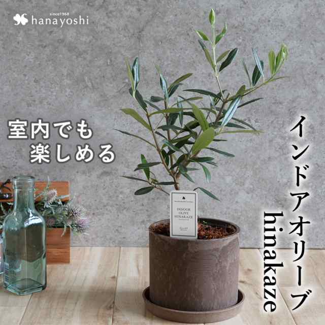 送料無料 インドアオリーブhinakaze ひなかぜ 鉢植え オリーブの木 観葉植物 誕生日 プレゼント 女性 母 祖母 開店祝い 開業祝い 鉢植え の通販はau Pay マーケット フラワーマーケット花由