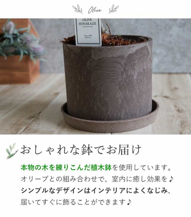 送料無料 インドアオリーブhinakaze ひなかぜ 鉢植え オリーブの木 観葉植物 誕生日 プレゼント 女性 母 祖母 開店祝い 開業祝い 鉢植え の通販はau Pay マーケット フラワーマーケット花由