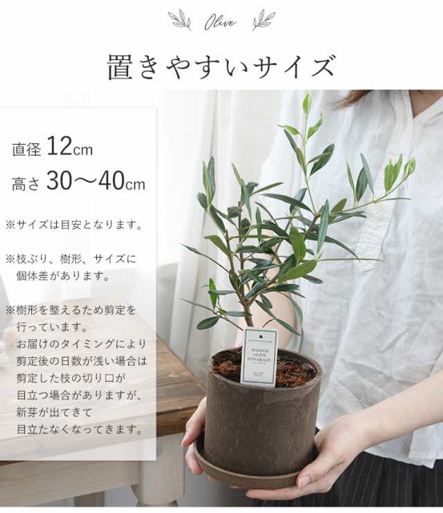 送料無料 インドアオリーブhinakaze ひなかぜ 鉢植え オリーブの木 観葉植物 誕生日 プレゼント 女性 母 祖母 開店祝い 開業祝い 鉢植え の通販はau Pay マーケット フラワーマーケット花由