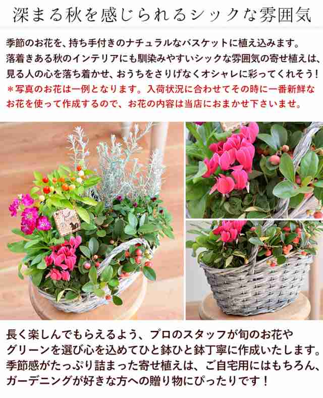 寄せ植え】プランターが選べる♪季節のおまかせカントリーガーデン 鉢植え ギフト 花 誕生日プレゼント 女性 友達 母 お誕生日 フラワの通販はau  PAY マーケット - フラワーマーケット花由