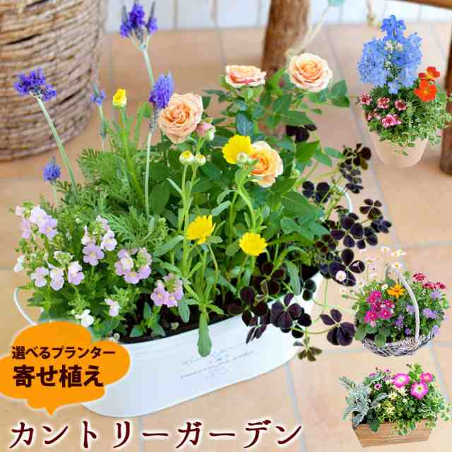 寄せ植え プランターが選べる 季節のおまかせカントリーガーデン 鉢植え ギフト 花 誕生日プレゼント 女性 友達 母 お誕生日 フラの通販はau Pay マーケット フラワーマーケット花由