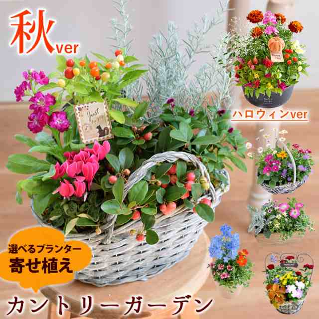 寄せ植え】プランターが選べる♪季節のおまかせカントリーガーデン 鉢植え ギフト 花 誕生日プレゼント 女性 友達 母 お誕生日 フラワの通販はau  PAY マーケット - フラワーマーケット花由