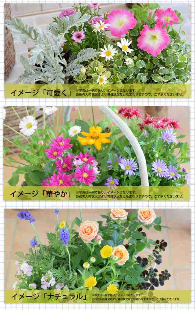 寄せ植え】プランターが選べる♪季節のおまかせカントリーガーデン 鉢植え ギフト 花 誕生日プレゼント 女性 友達 母 お誕生日 フラワの通販はau  PAY マーケット - フラワーマーケット花由