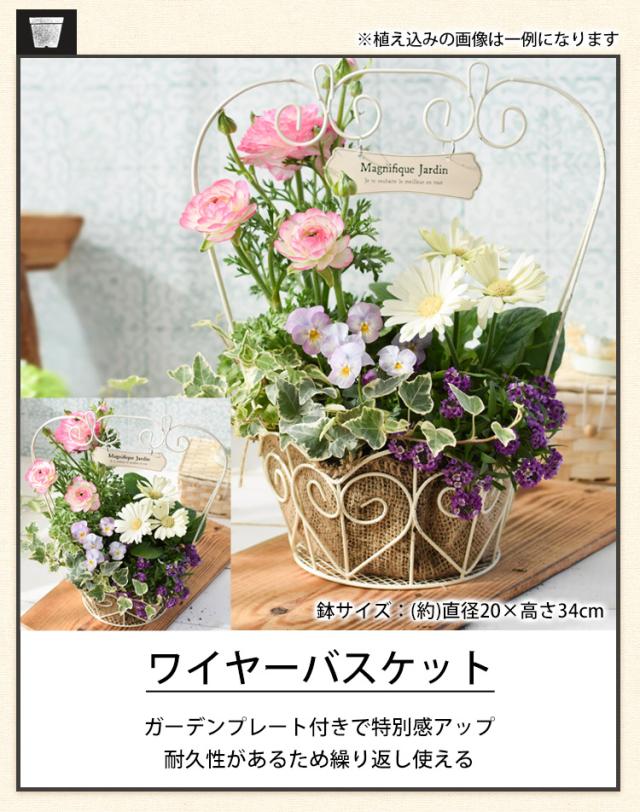 ☆sweetbasket☆季節のお花☆クリスマス寄せ植え☆ブラキプランター☆ 楽天市場】季節の花 寄せ植え 花苗 6ポット プランター セット