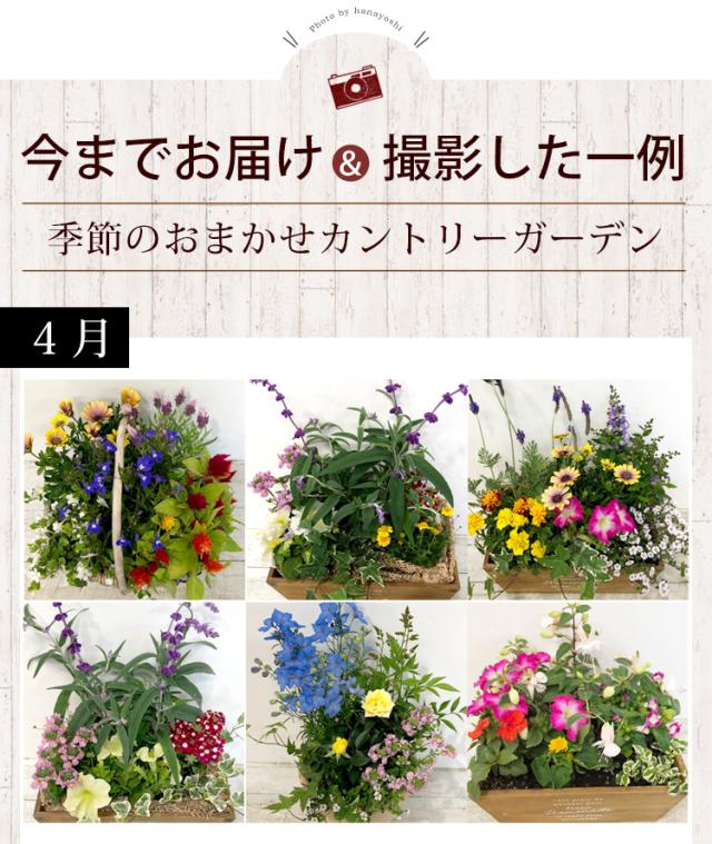 寄せ植え プランターが選べる 季節のおまかせカントリーガーデン 鉢植え ギフト 花 誕生日プレゼント 女性 友達 母 お誕生日 フラの通販はau Pay マーケット フラワーマーケット花由