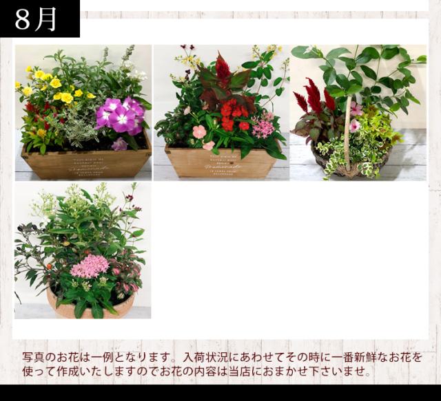 寄せ植え プランターが選べる 季節のおまかせカントリーガーデン 鉢植え ギフト 花 誕生日プレゼント 女性 友達 母 お誕生日 フラワの通販はau Pay マーケット フラワーマーケット花由