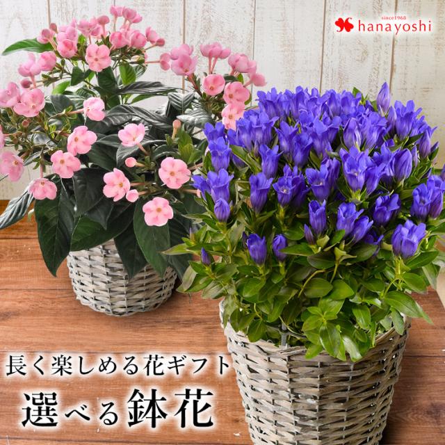 送料無料 花由厳選 選べる季節の鉢花 バスケット付 つぼみがちな状態でお届け プレゼント 花 誕生日 お歳暮 結婚祝い 花巻銀河ブルの通販はau Pay マーケット フラワーマーケット花由