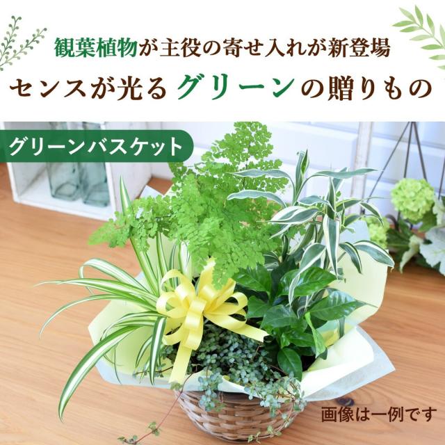 季節のおまかせ花鉢とグリーンの 寄せ入れ Mサイズ フラワーバスケット