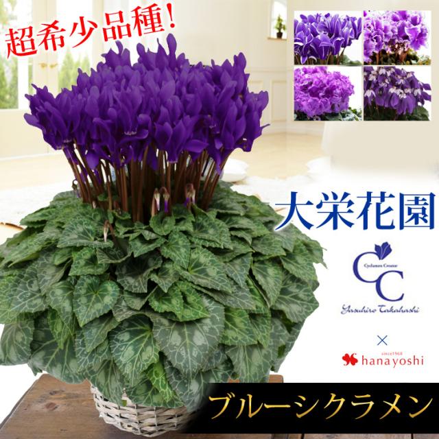 大栄花園 ブルーシクラメン 5号鉢 バスケット付 シクラメン プレゼント ギフト 花鉢 鉢花 鉢植え 冬 お歳暮 クリスマス 寒冷地は不可の通販はau Pay マーケット フラワーマーケット花由