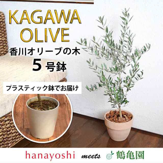 オリーブ 鉢植え 送料無料 鶴亀園さんの香川オリーブの木 ５号鉢 オリーブの木 観葉植物 インテリア 開店祝い 開業祝い 新築祝い 引越の通販はau  PAY マーケット - フラワーマーケット花由 | au PAY マーケット－通販サイト