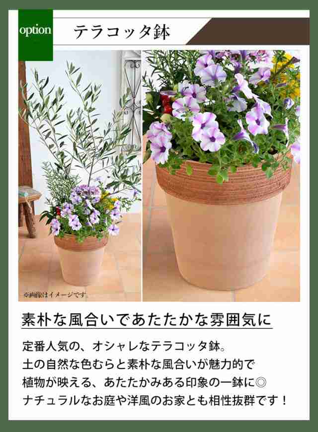 シンボルツリーの寄せ植え ＜テラコッタ鉢でお届け＞ 鶴亀園オリーブ