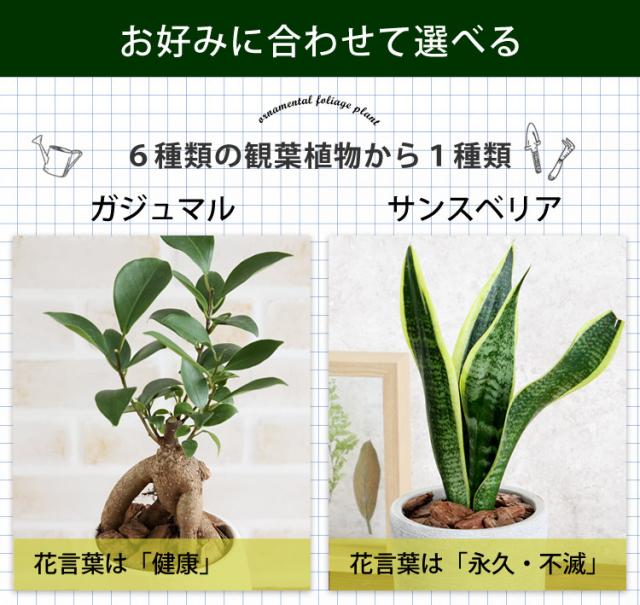 送料無料 自由に選ぶグリーン うつわ 観葉植物 おしゃれ インテリアグリーン 開店祝い 開業祝い ギフト 誕生日 プレゼント 女性 友達 男の通販はau Pay マーケット フラワーマーケット花由