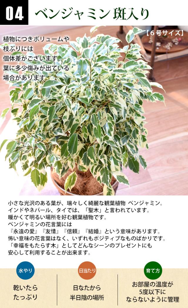 即日発送対応 選べる観葉植物 Mサイズ プラスチック鉢でお届け モンステラ ストレリチア サンスベリア アレカヤシ 育てやすい インテの通販はau Pay マーケット フラワーマーケット花由