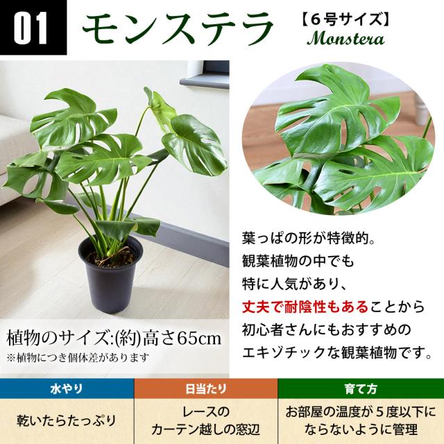 選べる観葉植物 Mサイズ ＜プラスチック鉢でお届け＞ 6号鉢 モンステラ