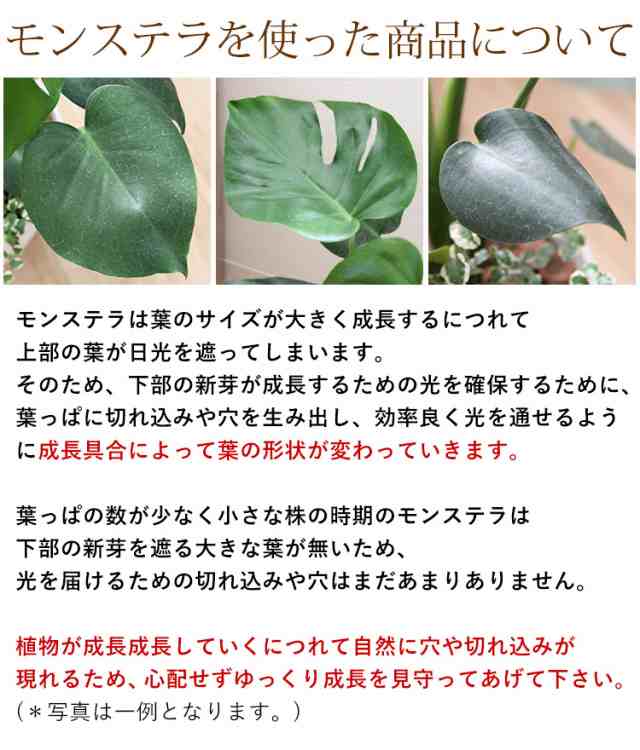 即日発送対応 選べる観葉植物 Lサイズ ７号 ＜バスケットに入れてお