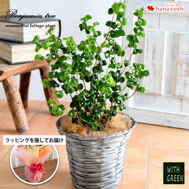 ベンジャミン バロックの鉢植え ラッピングを施してお届け ゴムの木 観葉植物 ギフト インテリアグリーン おしゃれ プレゼント 誕生の通販はau Pay マーケット フラワーマーケット花由