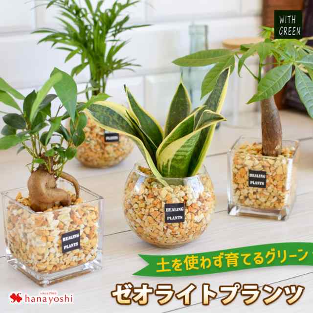 観葉植物 ハイドロカルチャー 3寸 9パイ Lサイズ サンスベリア パゴダ 苗 マーケティング 苗