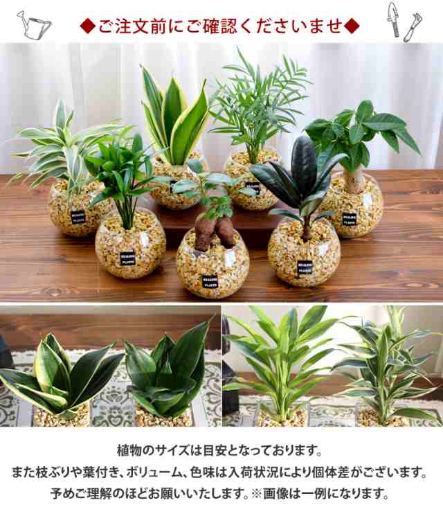 選べる 観葉植物ｘハイドロカルチャー ゼオライトプランツ ガラス