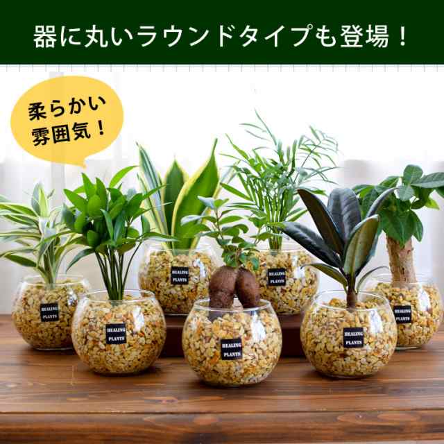 観葉植物 ハイドロカルチャー 3寸 9パイ Lサイズ サンスベリア パゴダ 苗 マーケティング 苗