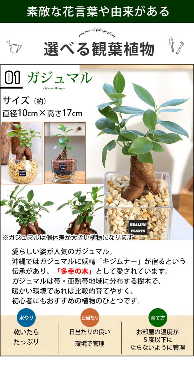 選べる 観葉植物xハイドロカルチャー ガジュマルの木 サンスベリア ゼオライトプランツ ガラスキューブ おしゃれ 鉢 インテリア グリーの通販はau Pay マーケット フラワーマーケット花由 選べる 観葉植物xハイドロカルチャー ガジュマルの木 サンスベリア ゼオライトプランツ ガラスキューブ おしゃれ 鉢 インテリア グリーの通販はau Pay マーケット フラワーマーケット花由